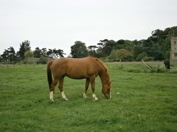 Chandler Manor Farm Stud